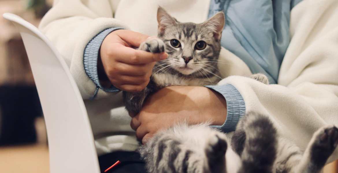 Bild på en katt hos en veterinär.