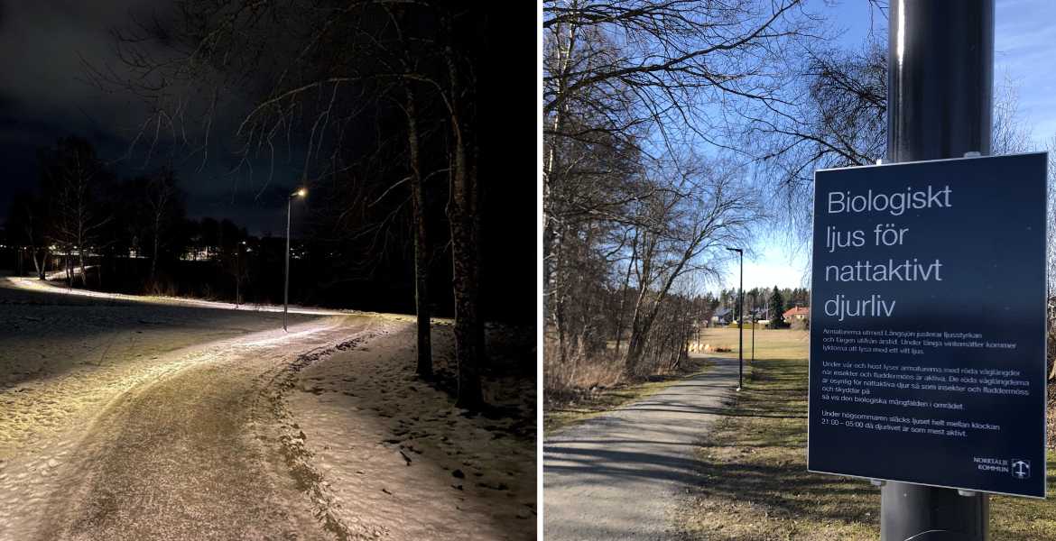 Fladdermusvänlig belysning i kvällsmörker på en gångväg samt en informationsskyld.