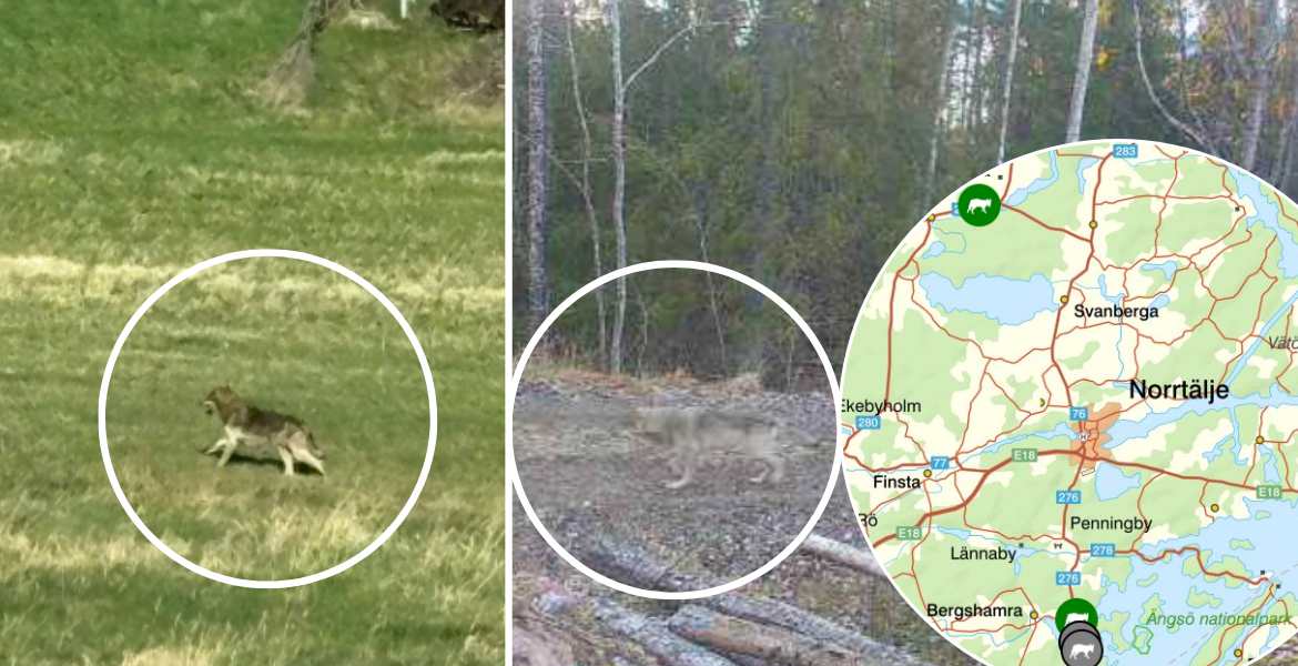 Två vargar som fångats på bild i dagsljus i Norrtälje kommun.